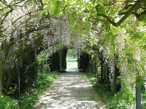 World Travel Places: Wisteria Tunnel Japan