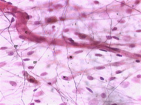 Loose Connective Tissue, Areolar, 40X | Histology