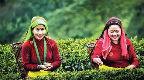 Darjeeling | Darjeeling: Small tea growers’ woes - Telegraph India