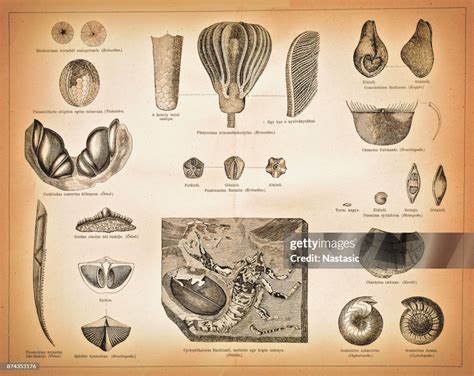 Carboniferous Fossils High-Res Vector Graphic - Getty Images