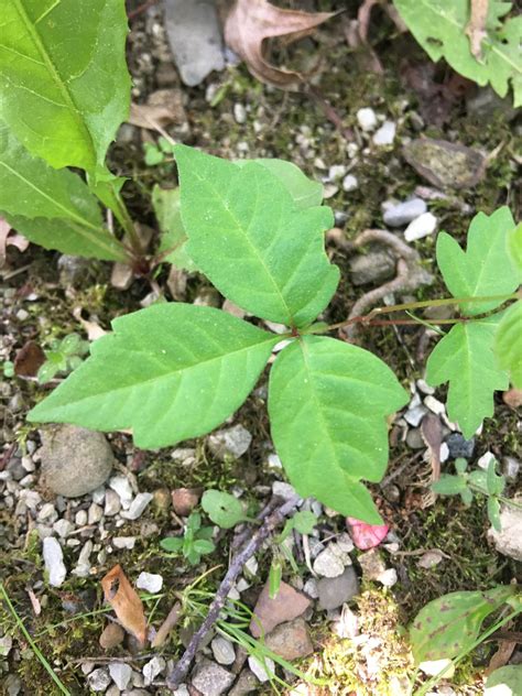 Poison Ivy 101 – Conservancy for Cuyahoga Valley National Park