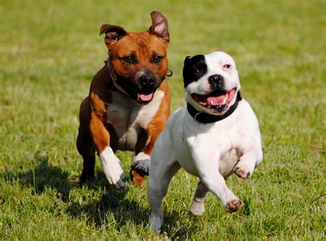 Épinglé par bluesolitary sur Staffies are softer than you think. | Sportif