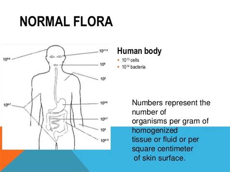 normal flora of the skin - pictures, photos