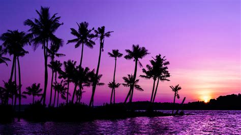 Purple Sunrise Wallpaper 4K, Clear sky, Palm trees, Scenery