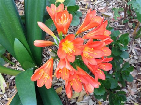 Clivia miniata – PLANTBOOK