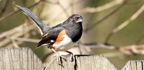 What is a Rufous-Sided Towhee | Wonderful READ | Birdingbnb