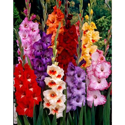 Bloomsz Tropical Gladiolus Bulbs Mixture (50-Pack)-06025 - The Home Depot