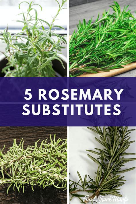 No Fresh Rosemary? Why Not Try These Rosemary Substitutes? - Food Shark Marfa