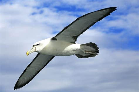 The Largest Flying Bird in the World - Animals Around The Globe