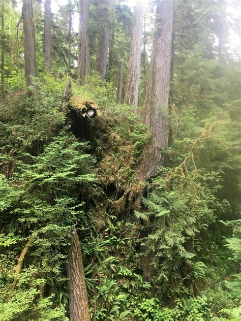 Quinault Rain Forest Nature Trail - Washington | AllTrails