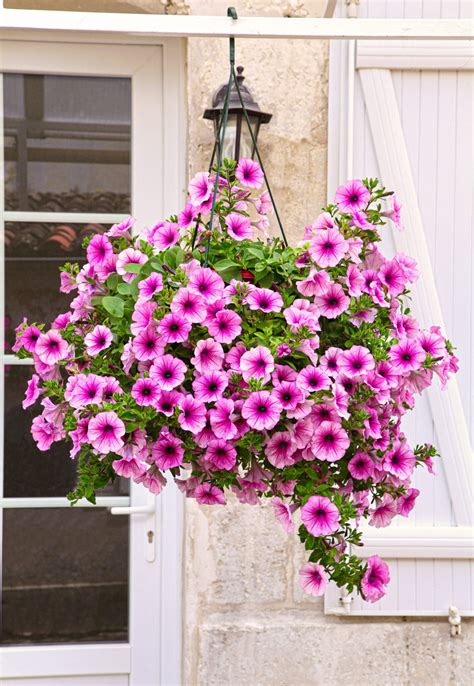 Petunia Hanging Basket Care - How to Grow Enviable Displays!