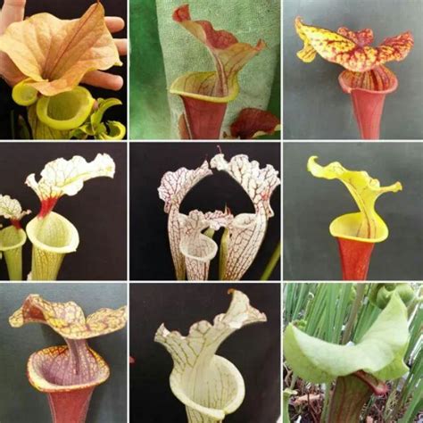 Sarracenia Trumpet Pitcher Plant Mixed Seeds (12 pcs.Carnivorous Plant ...