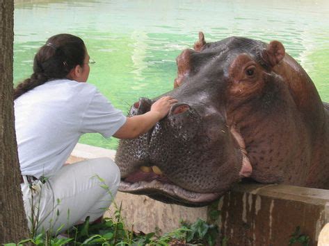 Hippo feeding | Baby hippo, Cute animals, Animals