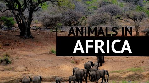 Animals in Africa: Guide to Wildlife On the African Continent - YouTube