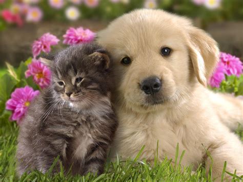 Cute Cat and Dog Friendship HD Wallpaper | HD Nature Wallpapers