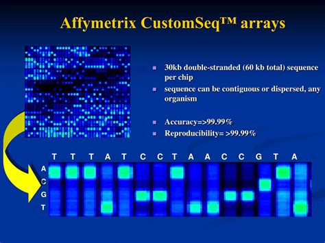 PPT - AFFYMETRIX SNP chips PowerPoint Presentation, free download - ID ...