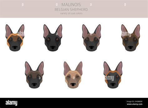 Belgian Malinois clipart. Different poses, coat colors set. Vector illustration Stock Vector ...