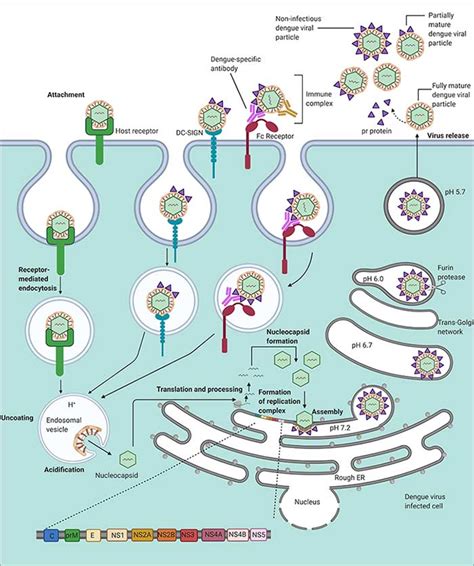 Dengue Virus | Bio-Rad