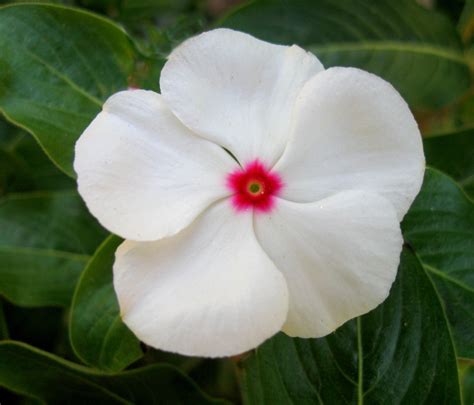 White Vinca Seeds, Bright Eyes, White Periwinkle Seeds, Heirloom Non-Gmo, 50 - Seeds