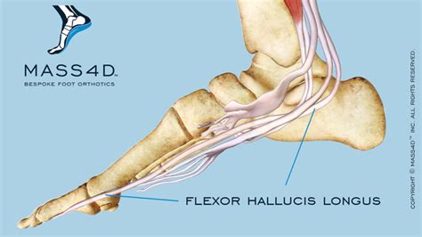 Understanding the Role of Flexor Hallucis Longus