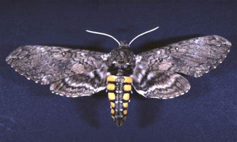 tomato hornworm, Manduca quinquemaculata (Haworth)