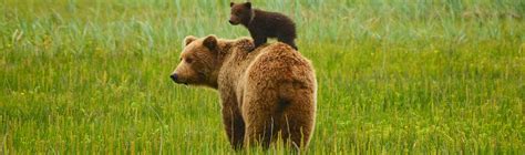 Wildlife | Visit Southeast Montana