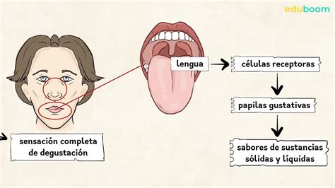 Los órganos de los sentidos. Oído, olfato, gusto y tacto. Ciencias de la naturaleza