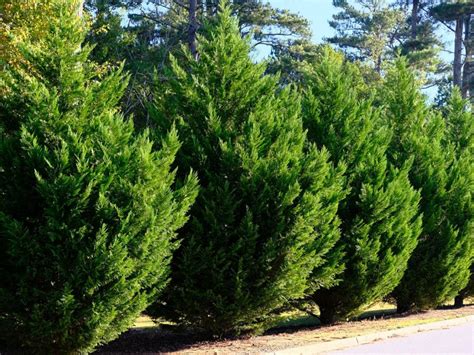 Everything You Need to Know About Leyland Cypress Trees - American Homeowners Association