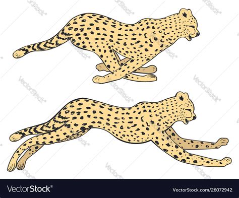 Running cheetah silhouette Royalty Free Vector Image