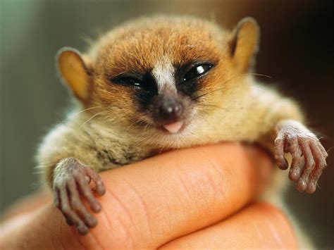 Madagascar mouse lemur : aww