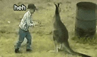 Kangaroo GIF - Find & Share on GIPHY