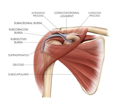 Shoulder Bursitis Test Selling Discounts | dpise2022.dps.uminho.pt