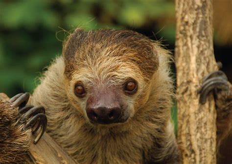 Sloth Expecting at the Zoo - Cincinnati Family Magazine