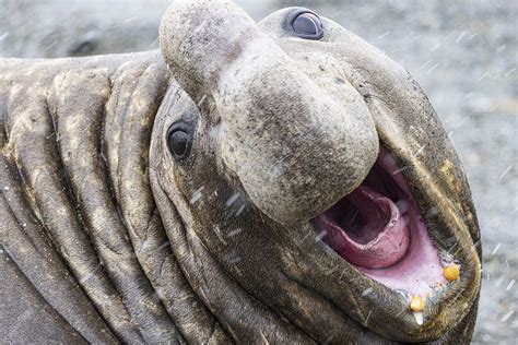 Elephant seals pull funny faces as they wrestle in the mud - CGTN