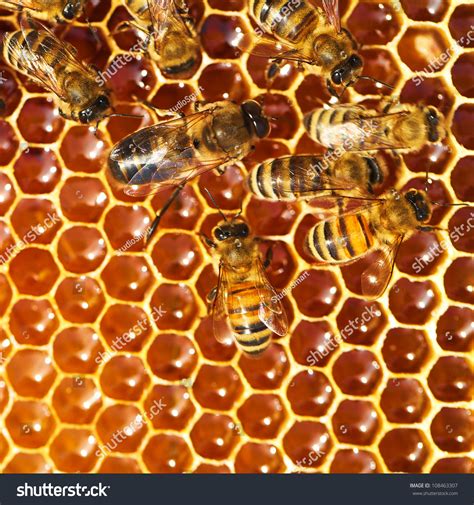 Bees Work On Honeycomb Stock Photo 108463307 : Shutterstock