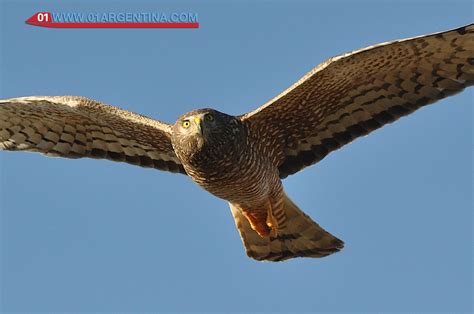 wildlife-patagonia-07 | Vacation Packages Patagonia Argentina