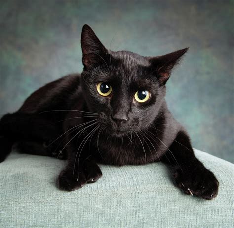 Portrait Of A Black Cat On A Chair Photograph by Animal Images - Fine ...