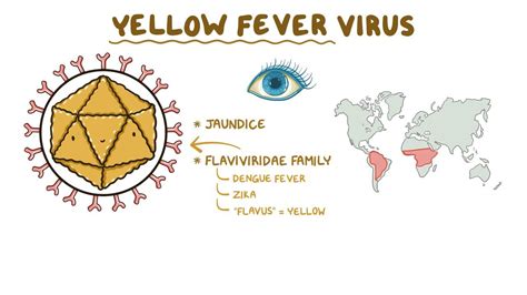 Yellow fever virus: Video, Anatomy & Definition | Osmosis