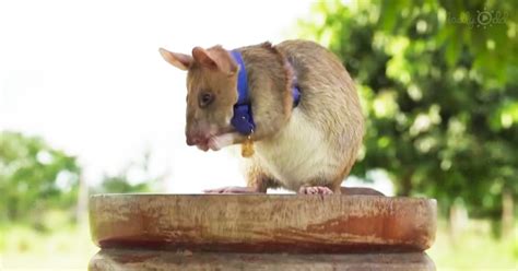 Heroic landmine detector rat retires after five years of service ...