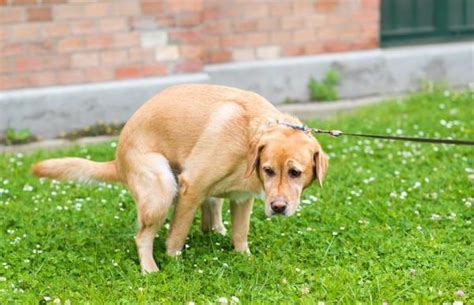 Dog hemorrhoids - Symptoms, Causes and Treatment