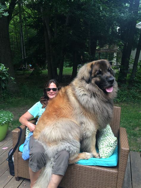 One big boy 😶 | Big dogs, Leonberger dog, Cute dogs