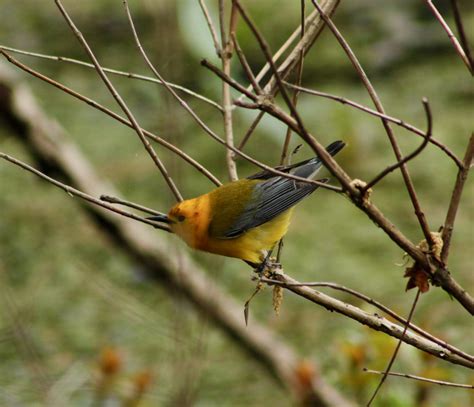 Bird Migration – Young Naturalists Club