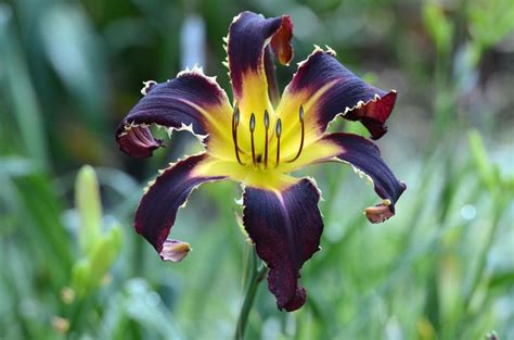 Daylilies: Plant Care and Collection of Varieties - Garden.org