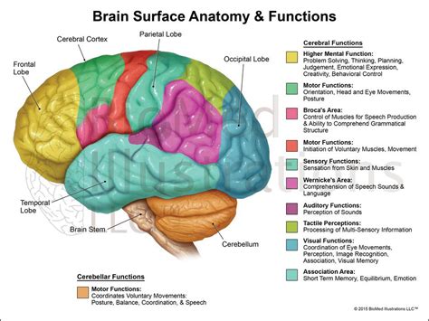 The Human Brain Diagram And Functions | Brain anatomy, Brain anatomy ...