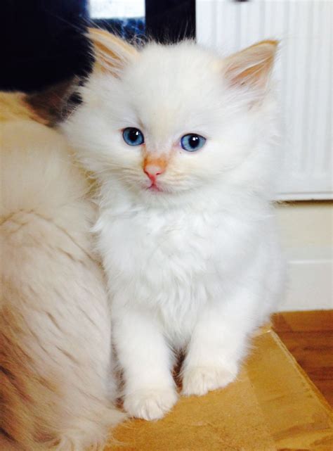 Cream Point Ragdoll Kitten | www.pixshark.com - Images Galleries With A ...