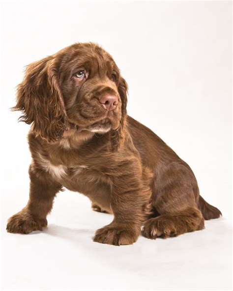 Sussex Spaniel | Puppy time, Sussex spaniel, Canine companions