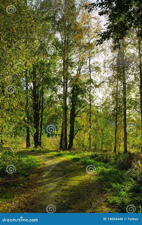 Dirt road in forest stock photo. Image of gravel, remote - 14004448