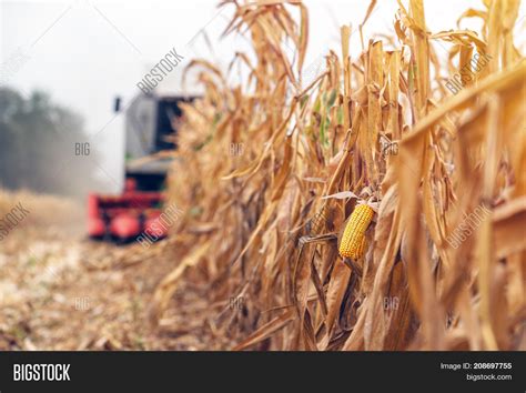 Harvesting Corn Crop Image & Photo (Free Trial) | Bigstock