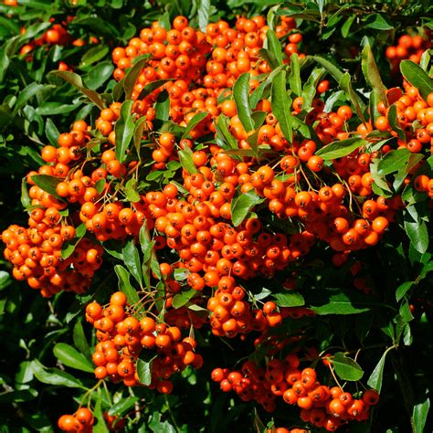 Pyracantha 'Orange Glow' - Orange Firethorn Hedging Plant | Gardeners Dream