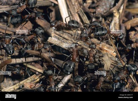 wood ants Formica aquilonis on nest Stock Photo - Alamy